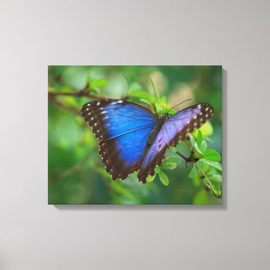 Blue Butterfly Stretched Canvas Afdruk (Voorkant)