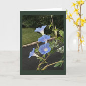 Blue Cascade Morning Glory Blank  Kaart (Gele Bloem)