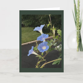Blue Cascade Morning Glory Blank Kaart