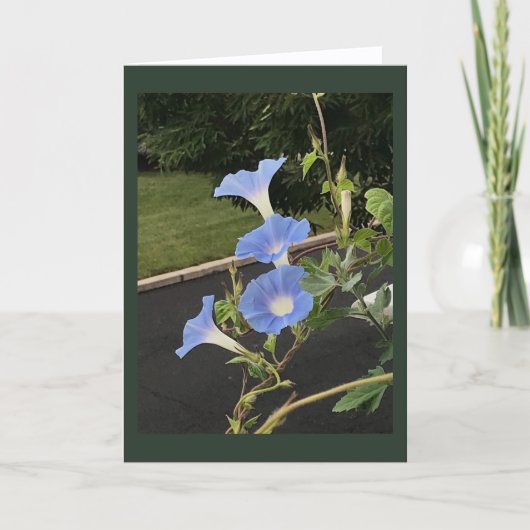 Blue Cascade Morning Glory Blank  Kaart (Voorkant)
