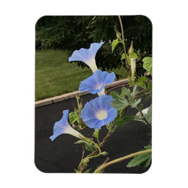 Blue Cascade Morning Glory Magneet