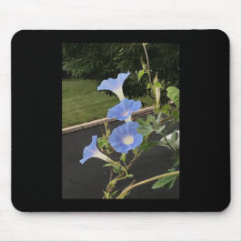 Blue Cascade Morning Glory Muismat