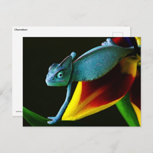 Blue Chameleon Briefkaart (Voorkant / Achterkant)