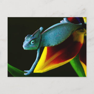 Blue Chameleon Briefkaart