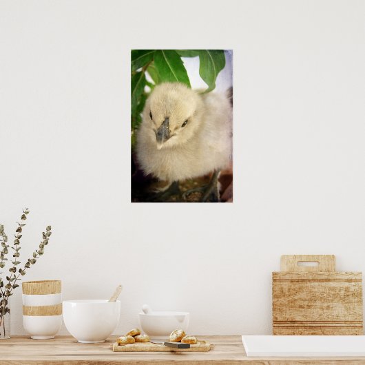 Blue Chick Poster (Keuken)