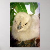 Blue Chick Poster (Voorkant)