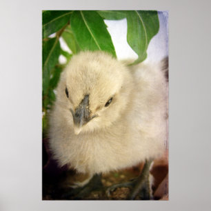 Blue Chick Poster