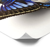 Blue Clipper Butterfly Art Print Poster (Hoek)