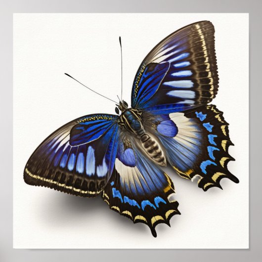 Blue Clipper Butterfly Art Print Poster (Voorkant)
