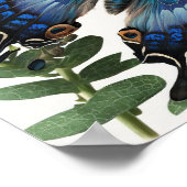 Blue Clipper Butterfly Art Print Poster (Hoek)
