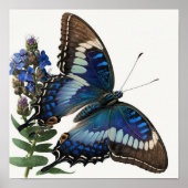 Blue Clipper Butterfly Art Print Poster (Voorkant)