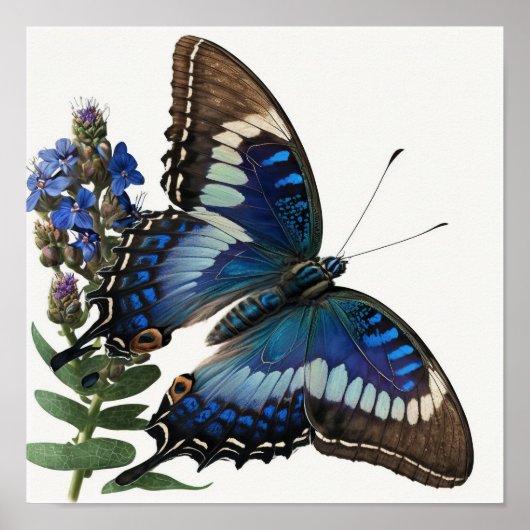 Blue Clipper Butterfly Art Print Poster (Voorkant)