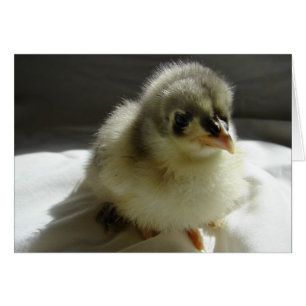 Blue Cochin Chick