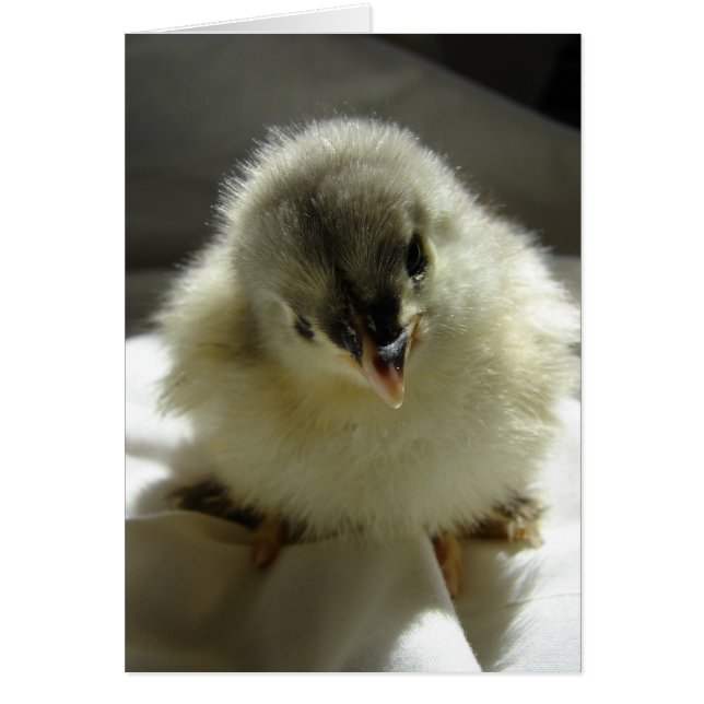Blue Cochin Chick (Voorkant)