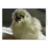 Blue Cochin Chick (Voorkant Horizontaal)