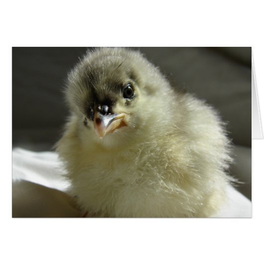 Blue Cochin Chick (Voorkant Horizontaal)