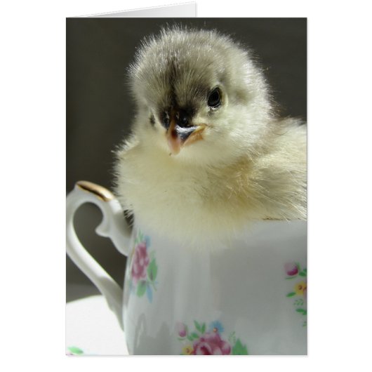 Blue Cochin Chick (Voorkant)