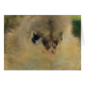 Blue Cochin Chick (Voorkant Horizontaal)