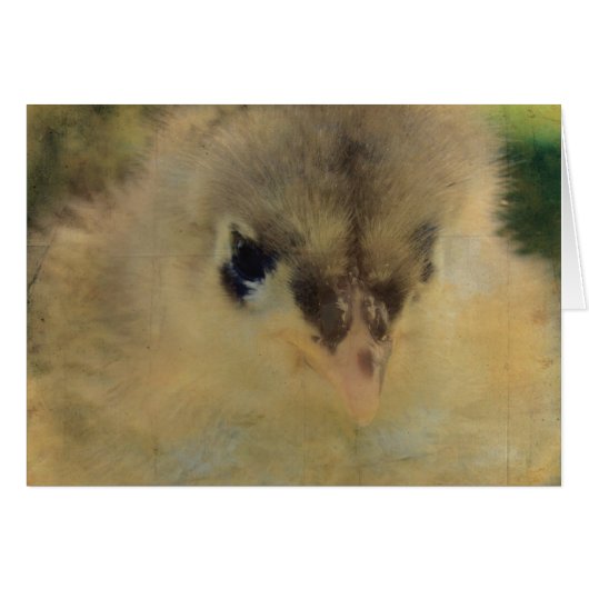 Blue Cochin Chick (Voorkant Horizontaal)