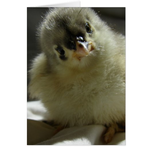 Blue Cochin Chick (Voorkant)