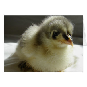 Blue Cochin Chick