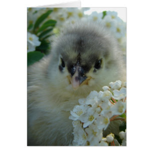 Blue Cochin Chick