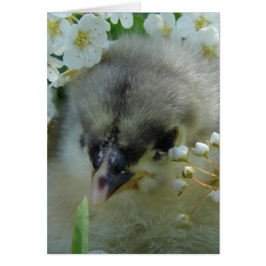 Blue Cochin Chick (Voorkant)