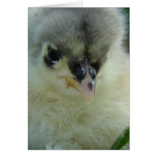 Blue Cochin Chick (Voorkant)