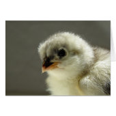 Blue Cochin Chick (Voorkant Horizontaal)