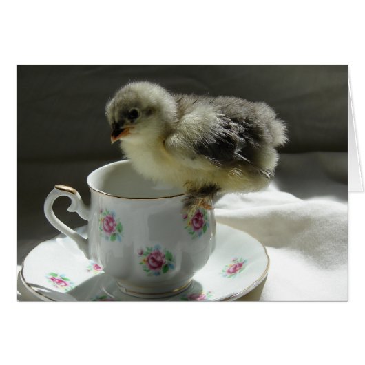 Blue Cochin Chick (Voorkant Horizontaal)