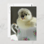 Blue Cochin Chick Briefkaart (Voorkant / Achterkant)