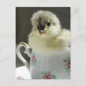 Blue Cochin Chick Briefkaart (Voorkant)