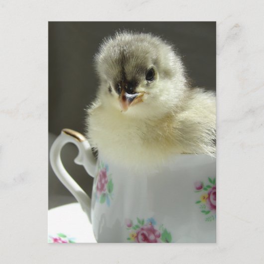 Blue Cochin Chick Briefkaart (Voorkant)