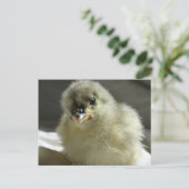 Blue Cochin Chick Briefkaart (Staand voorkant)