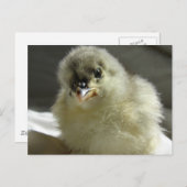 Blue Cochin Chick Briefkaart (Voorkant / Achterkant)