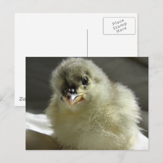 Blue Cochin Chick Briefkaart (Voorkant / Achterkant)