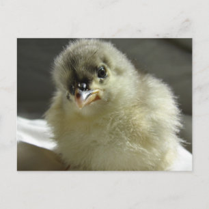 Blue Cochin Chick Briefkaart