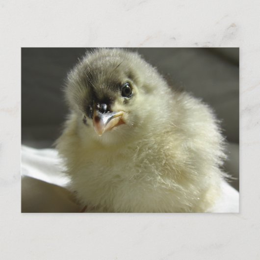 Blue Cochin Chick Briefkaart (Voorkant)