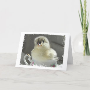 Blue Cochin Chick in a Teacup All Occasions Kaart