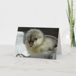 Blue Cochin Chick in a Teacup Kaart