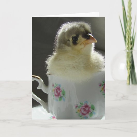 Blue Cochin Chick in a Teacup Kaart (Voorkant)