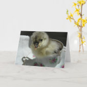 Blue Cochin Chick in a Teacup Kaart (Gele Bloem)