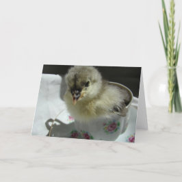 Blue Cochin Chick in a Teacup Kaart