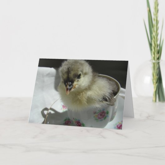 Blue Cochin Chick in a Teacup Kaart (Voorkant)