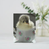 Blue Cochin Chick in Teacup Briefkaart (Staand voorkant)