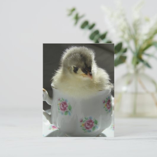 Blue Cochin Chick in Teacup Briefkaart (Staand voorkant)