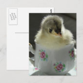 Blue Cochin Chick in Teacup Briefkaart (Voorkant / Achterkant)