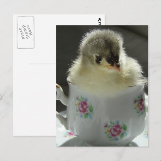Blue Cochin Chick in Teacup Briefkaart (Voorkant / Achterkant)