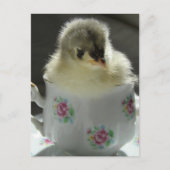 Blue Cochin Chick in Teacup Briefkaart (Voorkant)