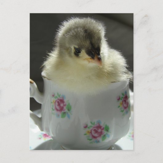 Blue Cochin Chick in Teacup Briefkaart (Voorkant)